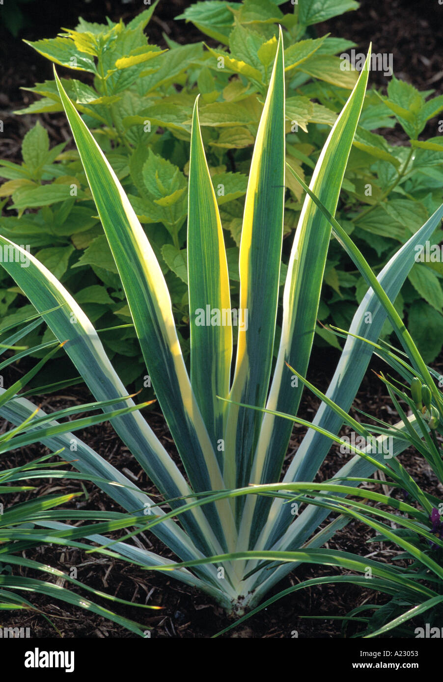 iris foetidissima variegata Learn about Iris pallida 'Variegata' | Striped Pale Blue Flag