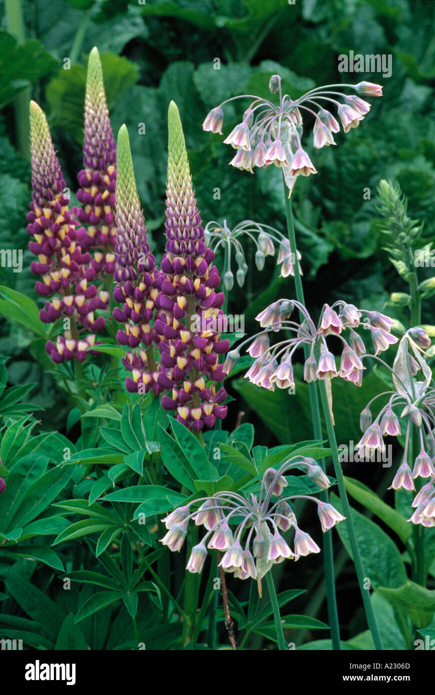 Lupinus Nectaroscordum Siculum Ssp bulgaricum Stockfotografie Alamy