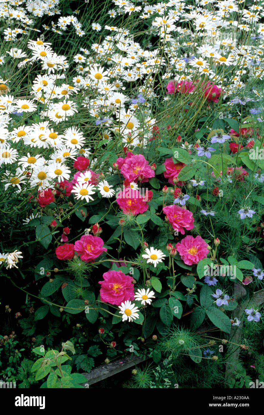 Rosa Gallica Officinalis mit Nigella Stockfoto