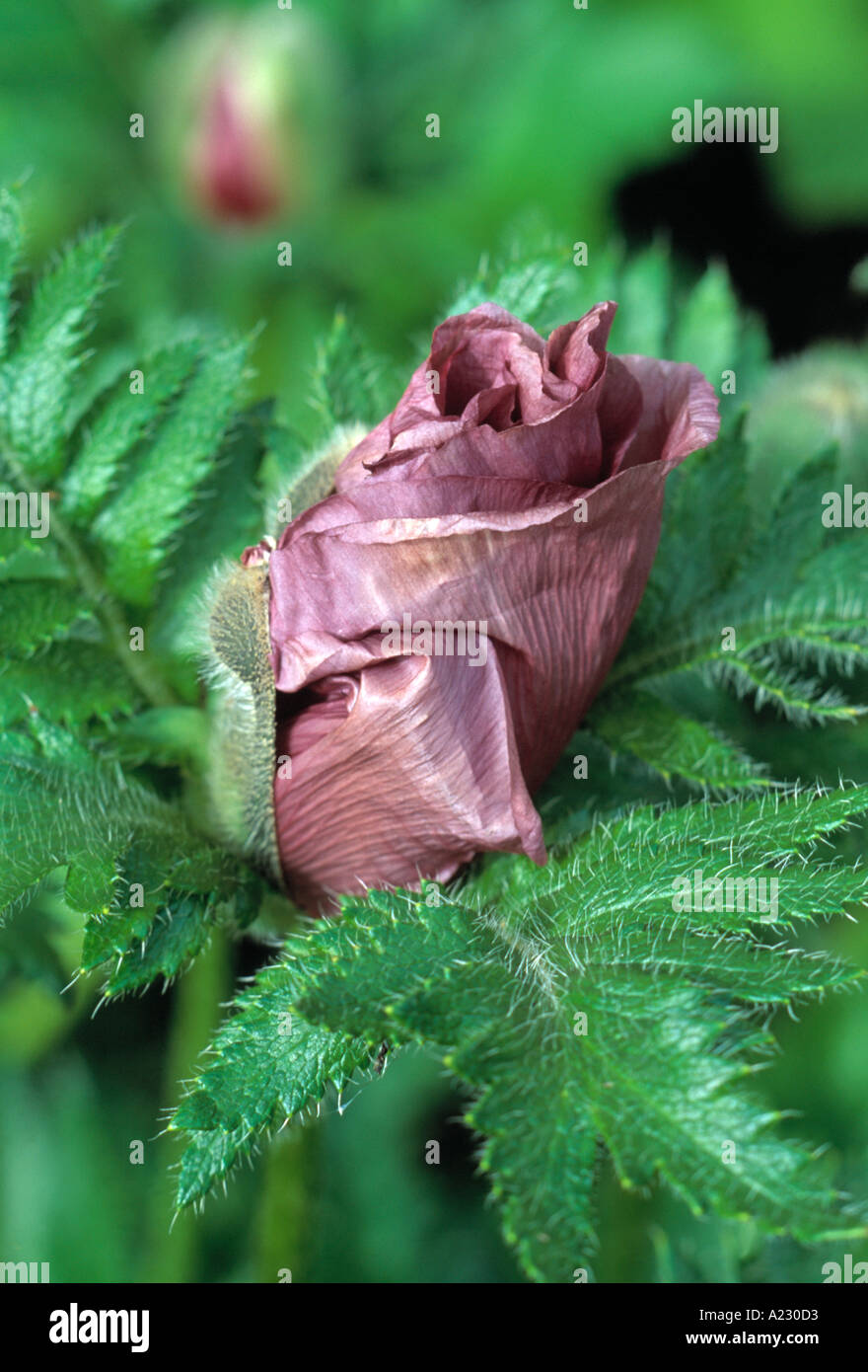 Papaver Orientale Patty s Pflaume orientalische Mohn Knospe Stockfoto