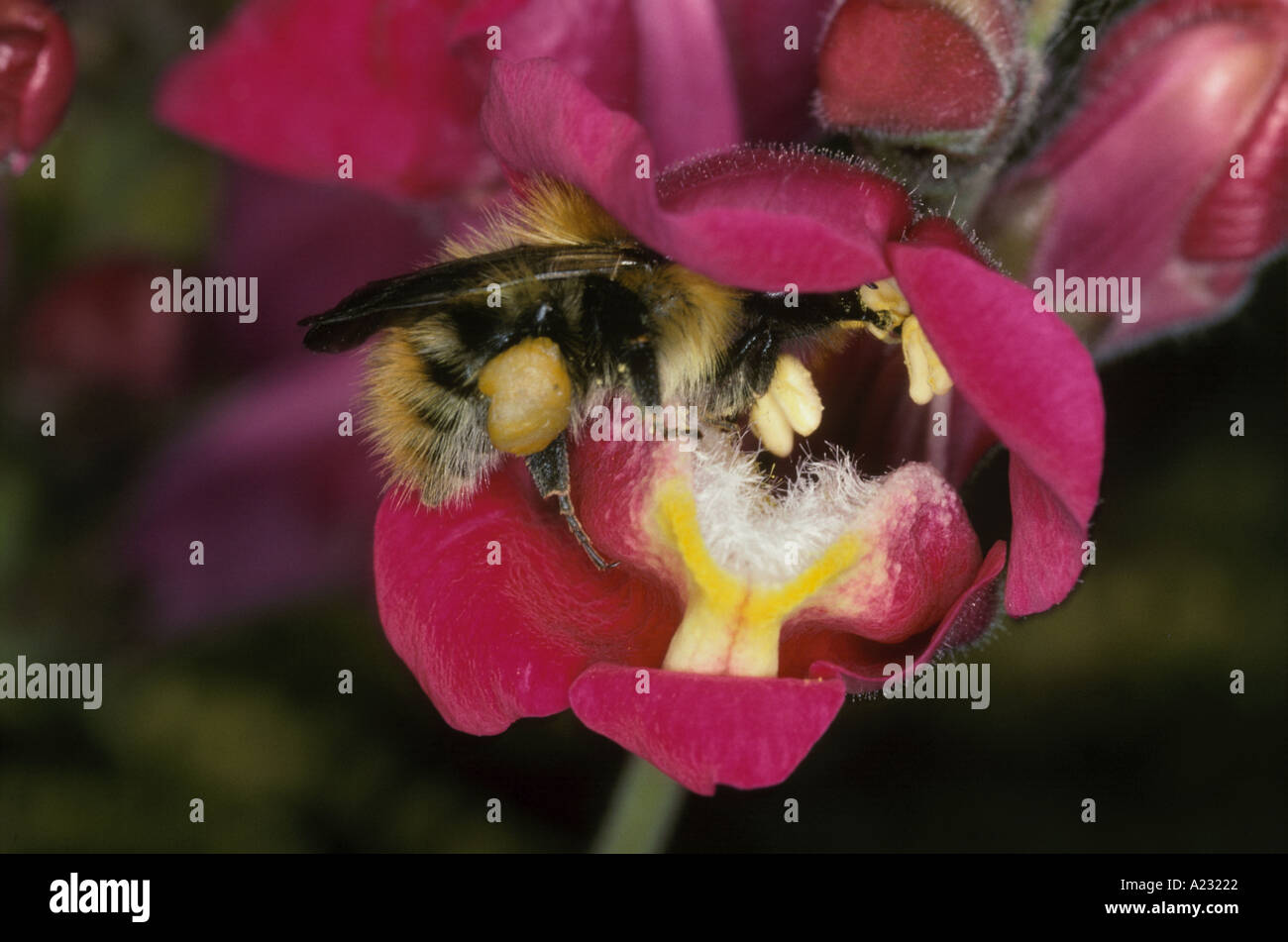 eine Biene sammelt Pollen aus einem Snap-Drachen-Antirhinum mit Pollen Sacs deutlich sichtbar Stockfoto