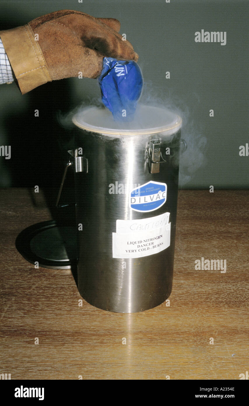 Ballon mit Luft aufgeblasen, nachdem er in flüssigem Stickstoff (sehen A2354D für, bevor der Ballon in flüssigem Stickstoff wurde) Stockfoto