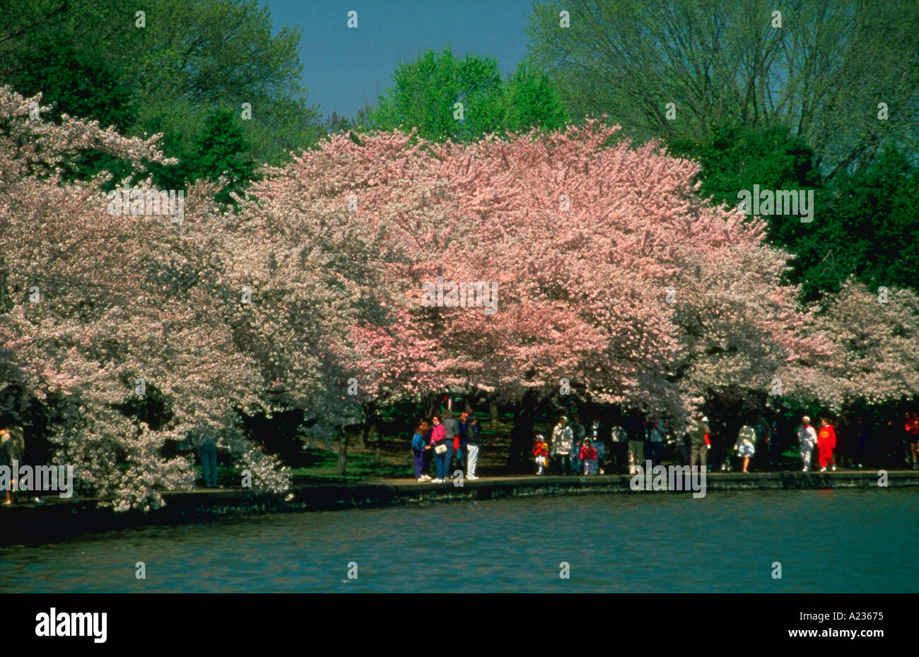 Touristen gehen unter blühenden Kirschbäumen am Tidal Basin in Washington, D.C. Stockfoto