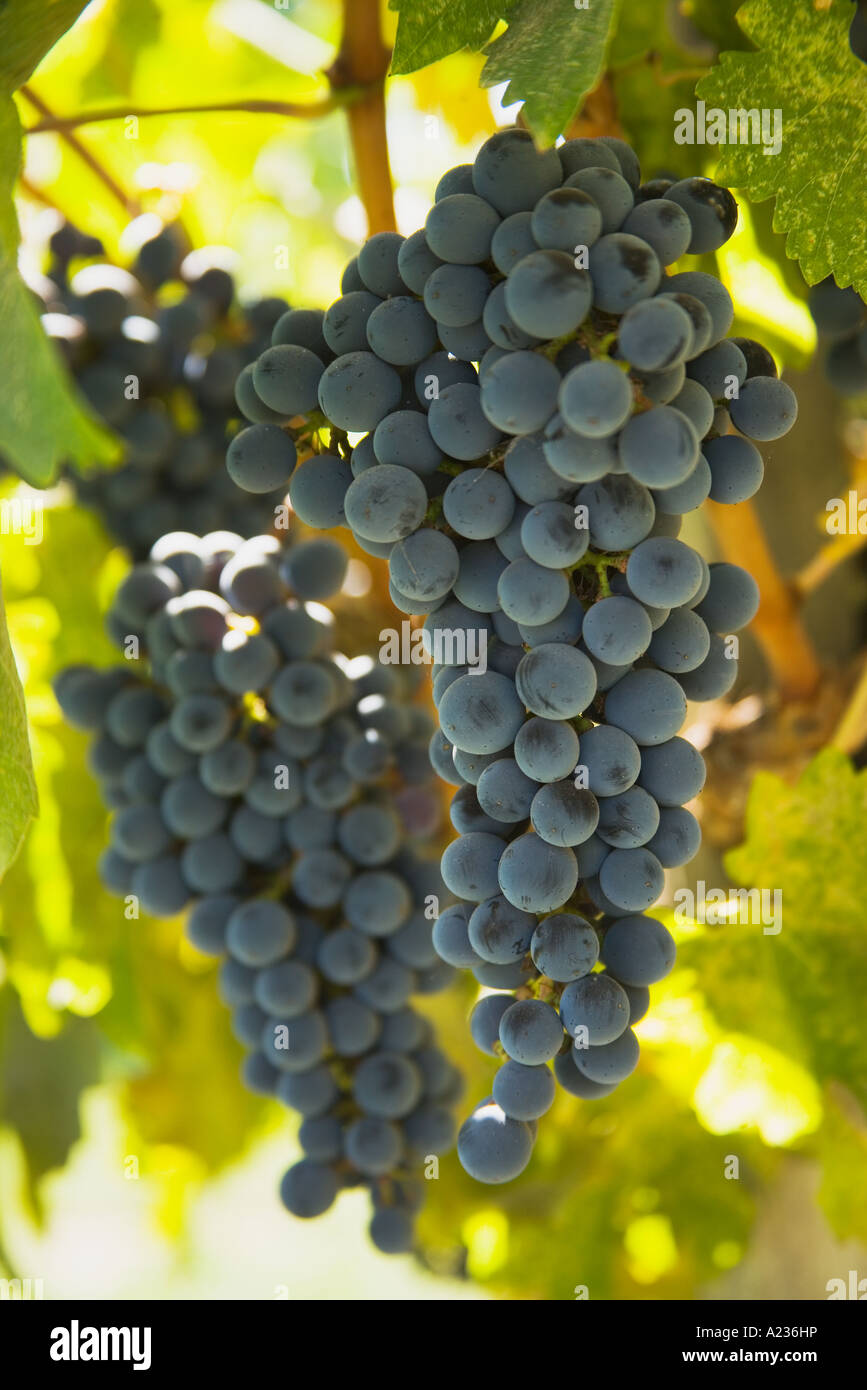 Cabernet-Sauvignon-Trauben reifen auf der Rebe Kopf ausgebildet und Sporn beschnittene Gainey Weinberg Santa Ynez Valley Stockfoto