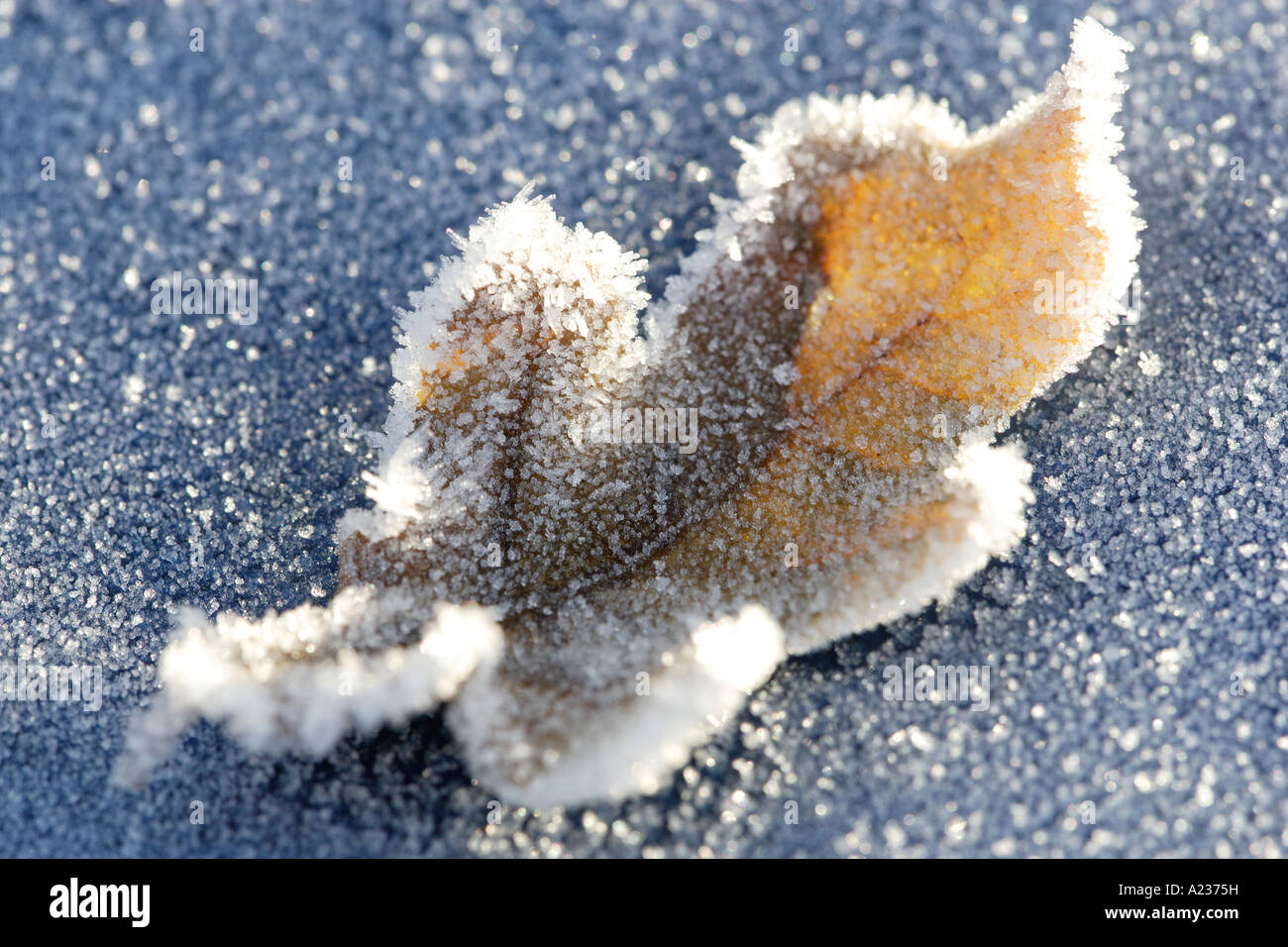 Eichenblatt an einem sonnigen Wintermorgen in Eiskristallen bedeckt. Stockfoto