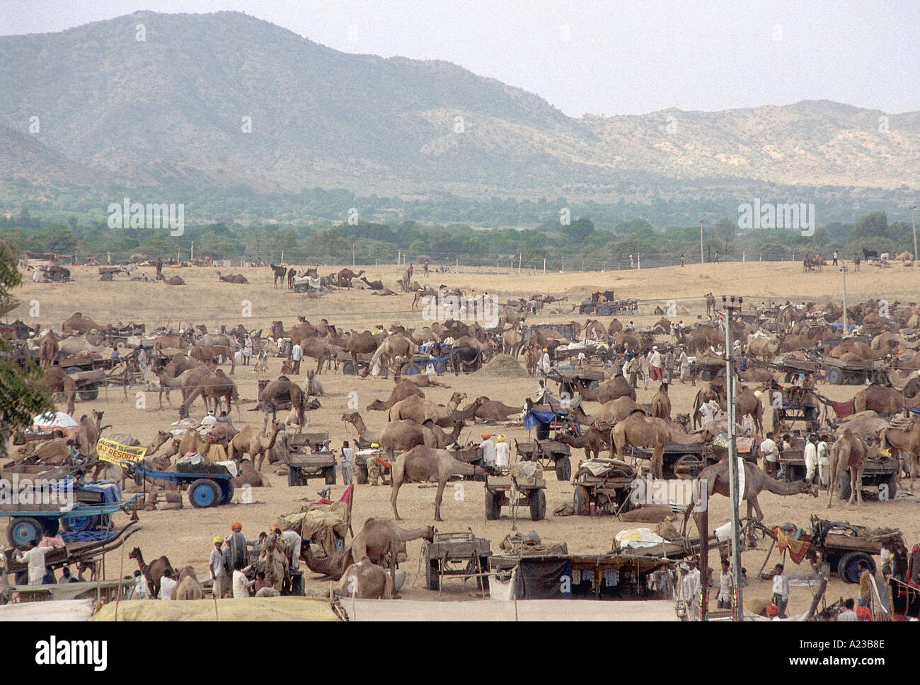 Kamele in Pushkar Jahrmarkt, das größte Tier der Welt fair. Es geht weiter für 12 Tage im Monat Kartik, welche fa Stockfoto