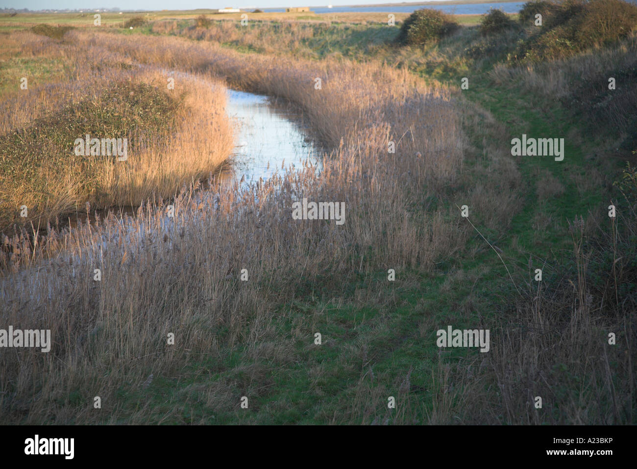 Entwässerungsgraben hinter Deich Deich Hollesley Sümpfe, Suffolk, England Stockfoto