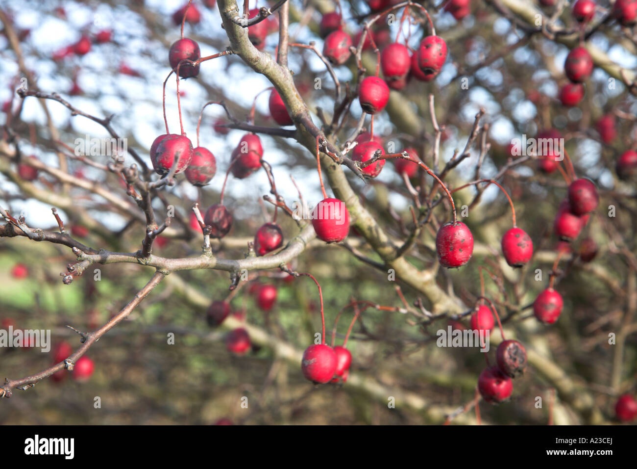 Rote Beeren auf Weißdorn Baum im winter Stockfoto