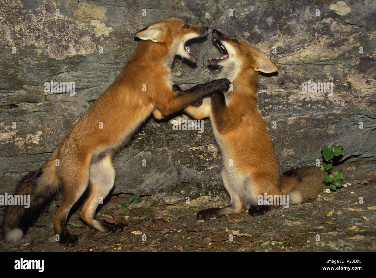 Zwei junge rote Füchse, Vulpes fulva, Geschwister und Freunde spielen - Kampf auf einer Felswand Missouri Vereinigte Staaten Amerika USA Stockfoto