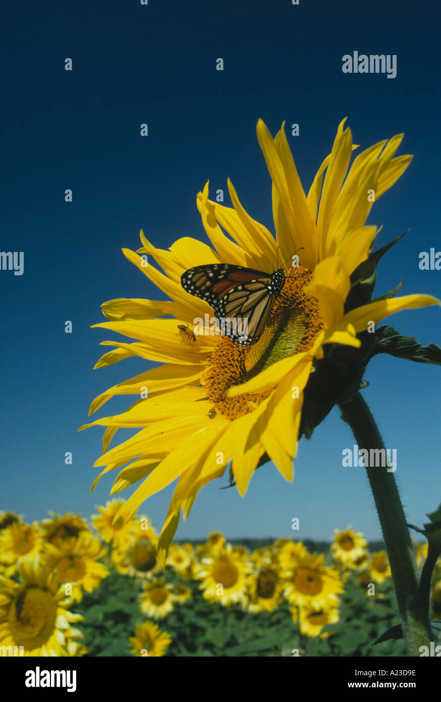 Monarch Butterfly, Danaus plexippus, Sitzstangen auf dem Gesicht einer Sonnenblume in Feld mit Sonnenblumen auf sonnigen Sommertag, Missouri, USA Stockfoto