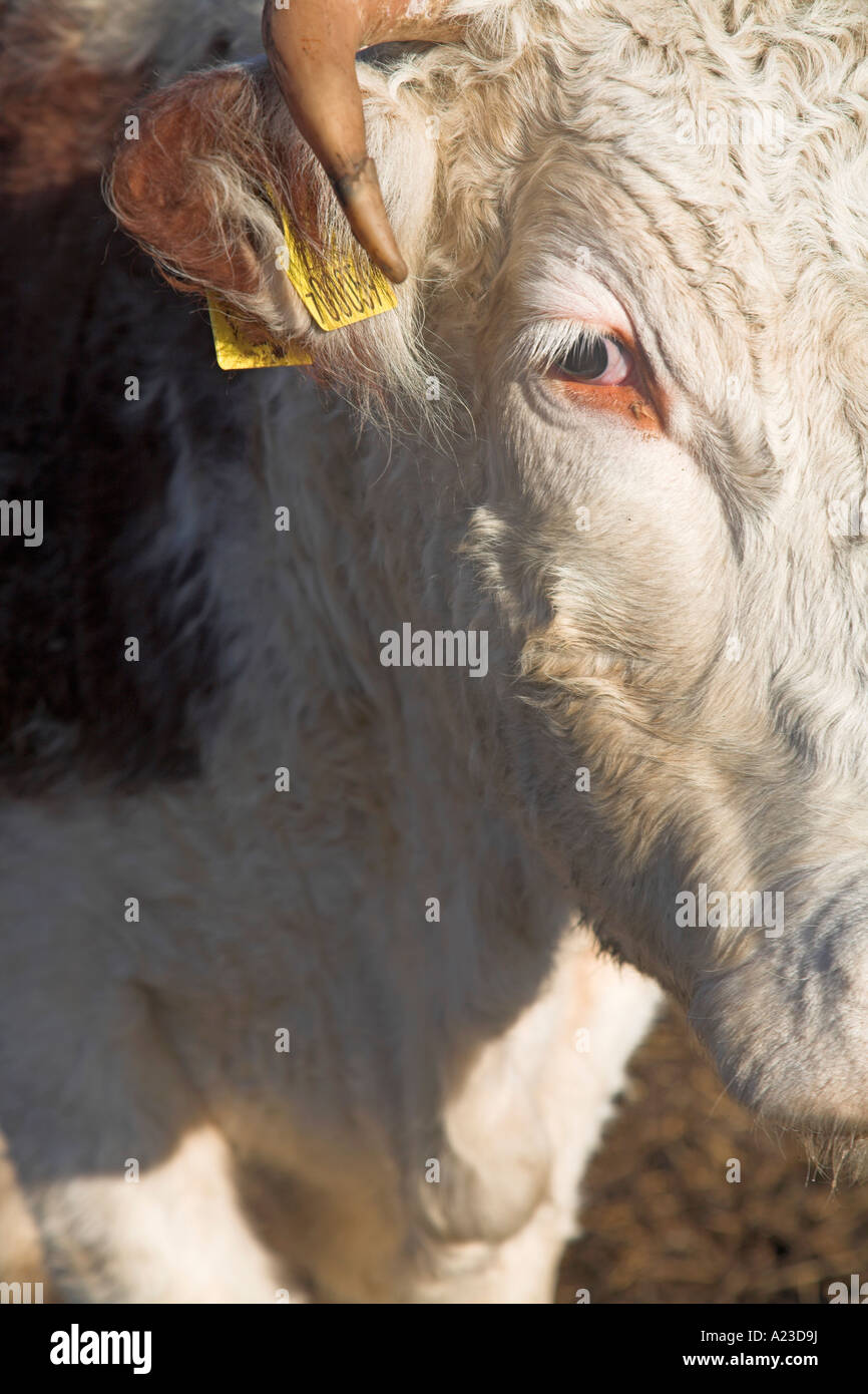 Braun und weiß konfrontiert Hereford Bullock nahe Winter Butley, Suffolk, England Stockfoto