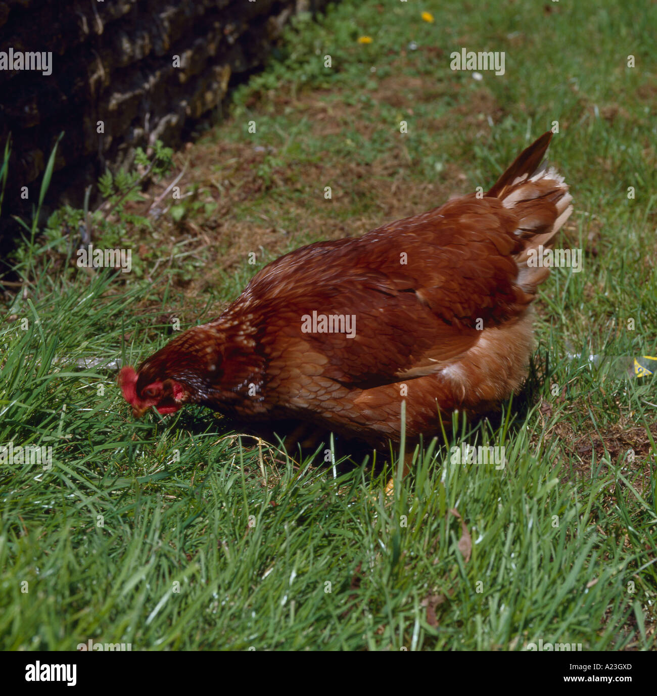 Huhn picken Fotos und Bildmaterial in hoher Auflösung Alamy