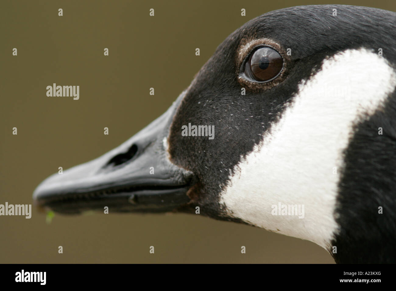 Kanada-Gans Gesicht Nahaufnahme Stockfoto