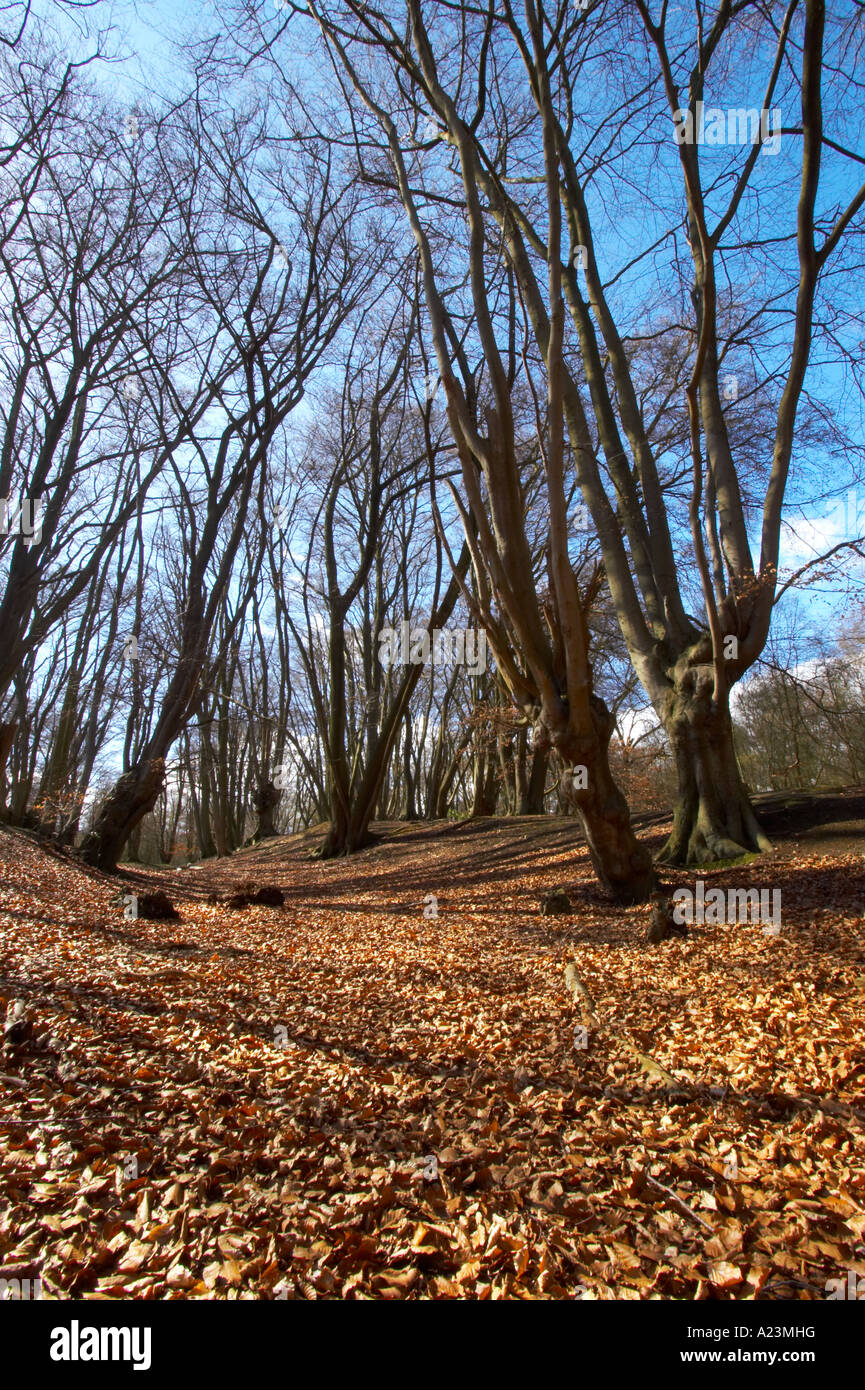 Ansicht von Epping Forest Stockfoto