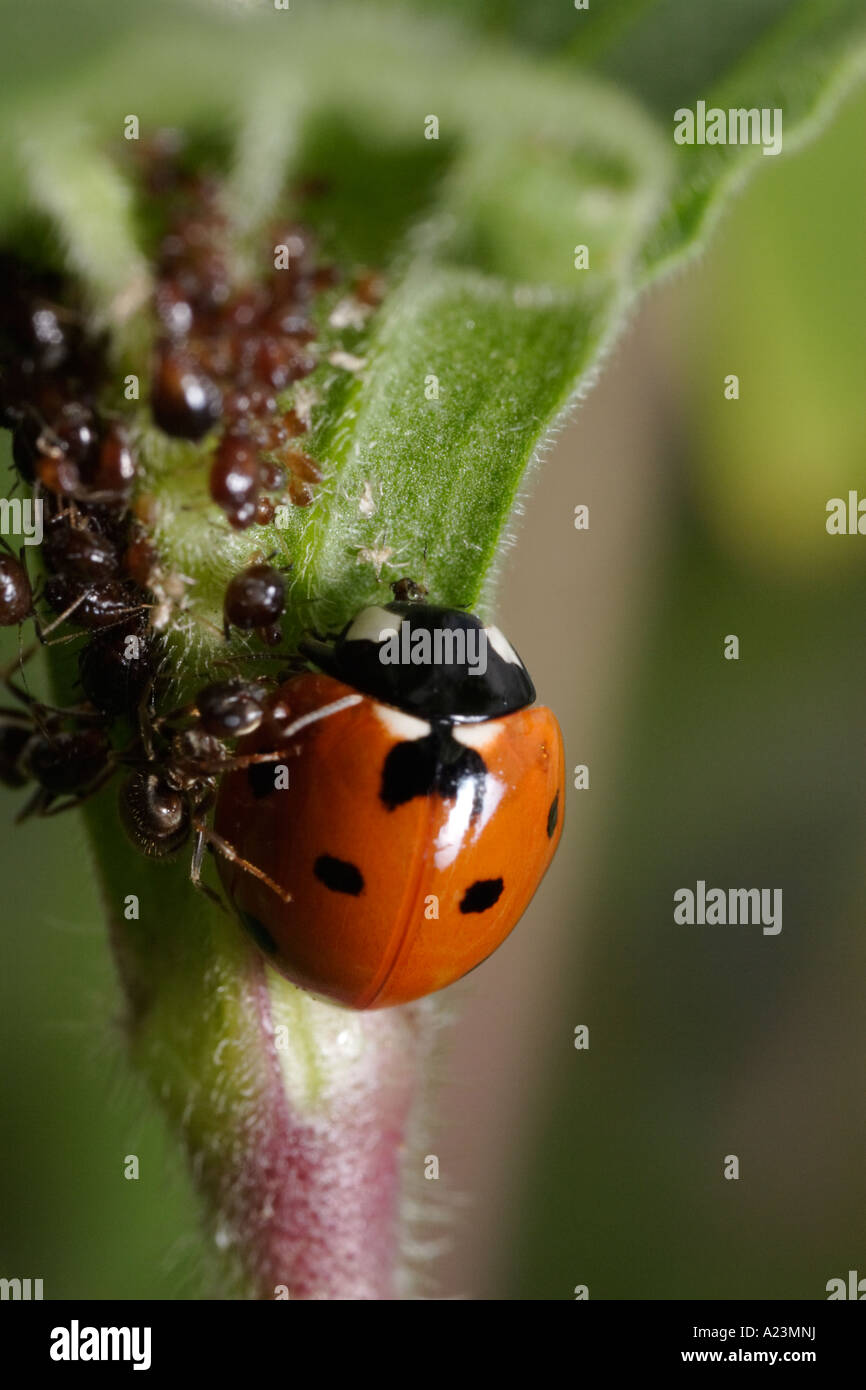Eine sieben vor Ort Marienkäfer wird von Ameisen (schwarze Garten Ameise Lasius Niger und Coccinella Septempunctata) angegriffen, während des Essens Blattläuse Stockfoto