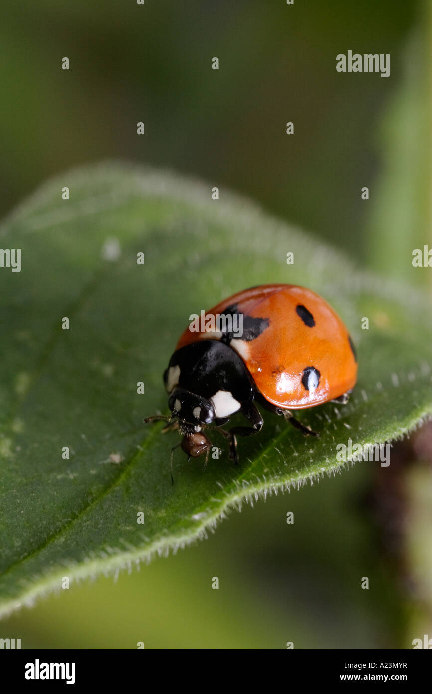 Sieben vor Ort Marienkäfer frisst eine Blattlaus. Es sitzt auf einem Blatt und frisst das Insekt. Stockfoto