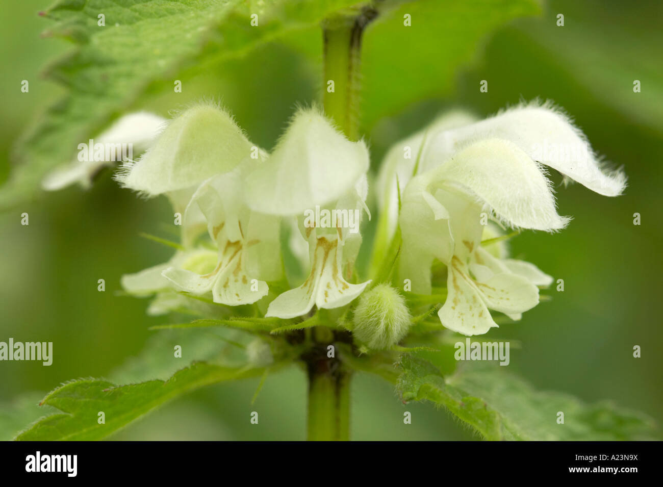 Weißen Blüten der Toten-Brennnessel Stockfoto