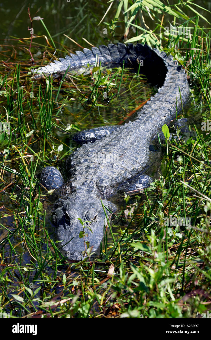 Alligator in Grass Everglades staatliche Nationalpark Florida usa Stockfoto