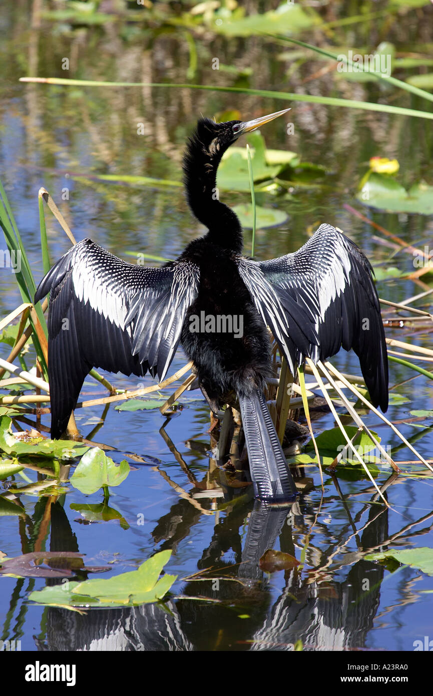 Geben Sie Anhinga Vogel Everglades Nationalpark Florida usa Stockfoto