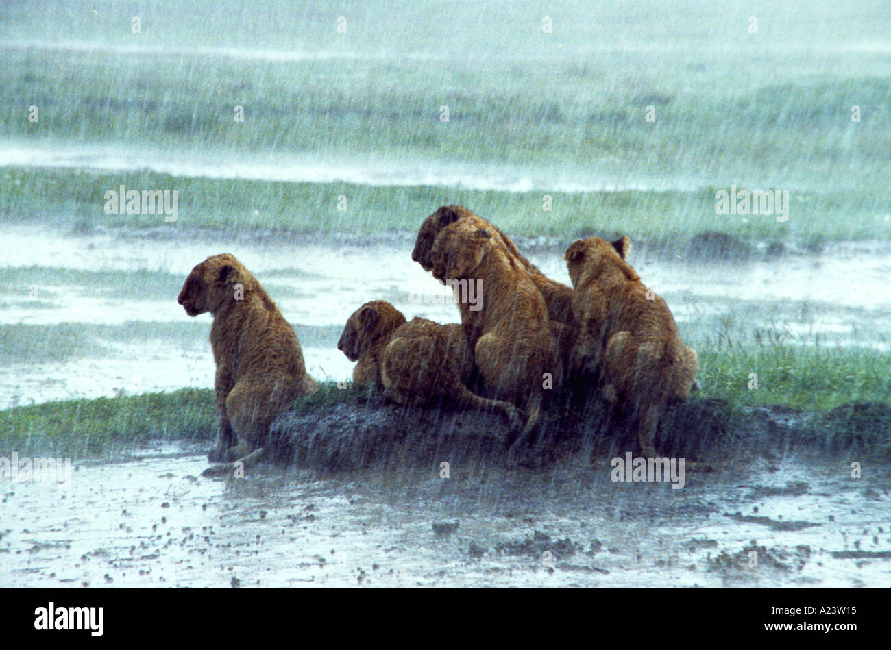 Gruppe von sehr jungen Löwenbabys in Afrika sitzt auf einem Mudbank im Regen, das Wasser zu vermeiden Stockfoto