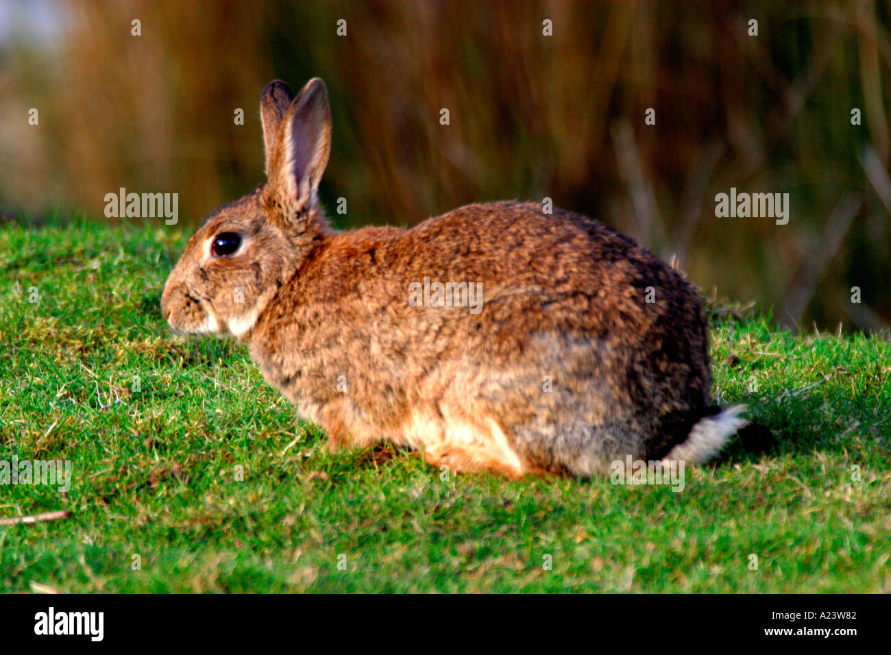 Kaninchen in der Abendsonne im Frühjahr Frühling Shropshire England UK GB Weiden Stockfoto