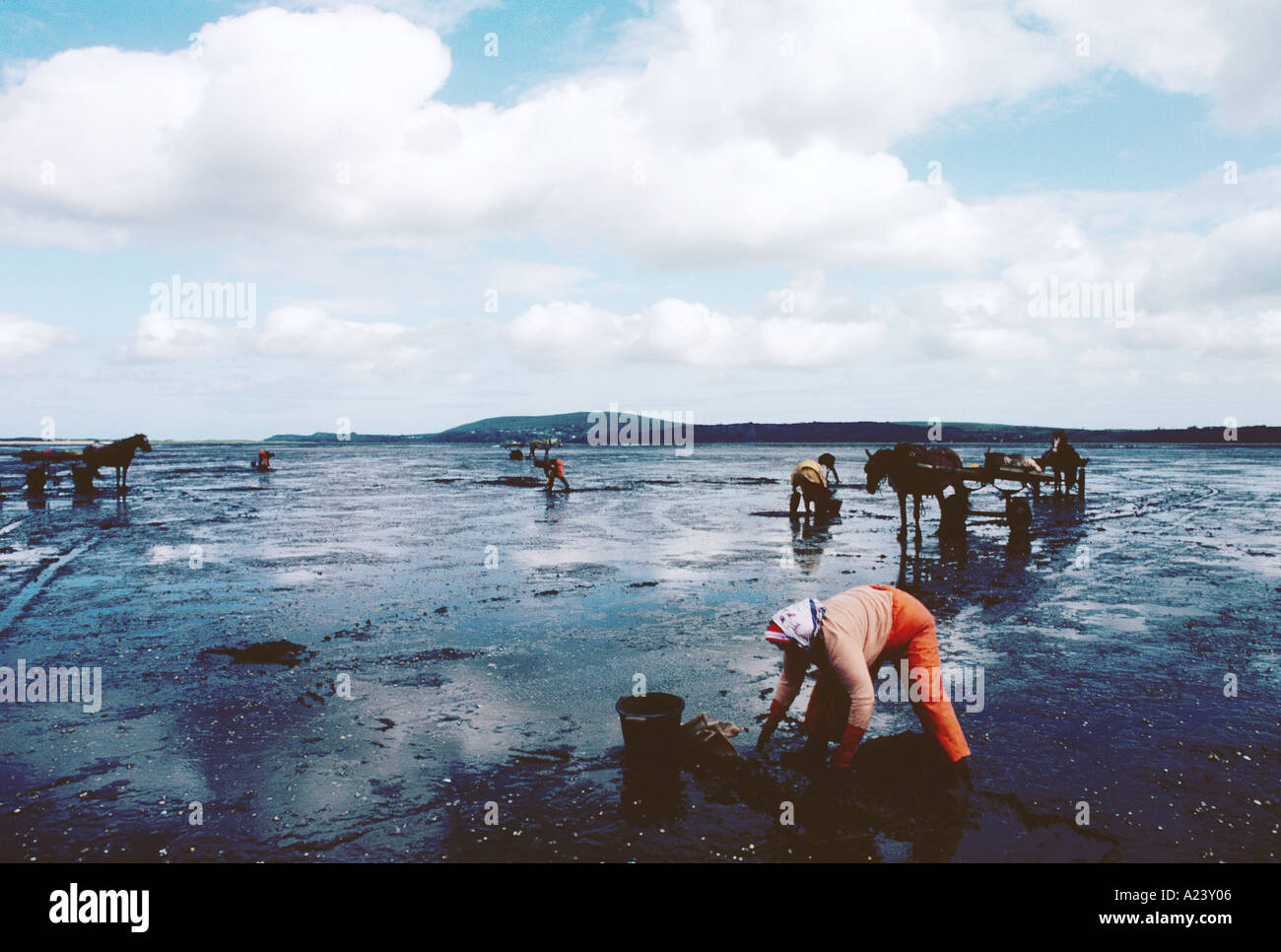 COCKLE Ernte Penclawdd in der Nähe von Swansea IN WALES Großbritannien Stockfoto