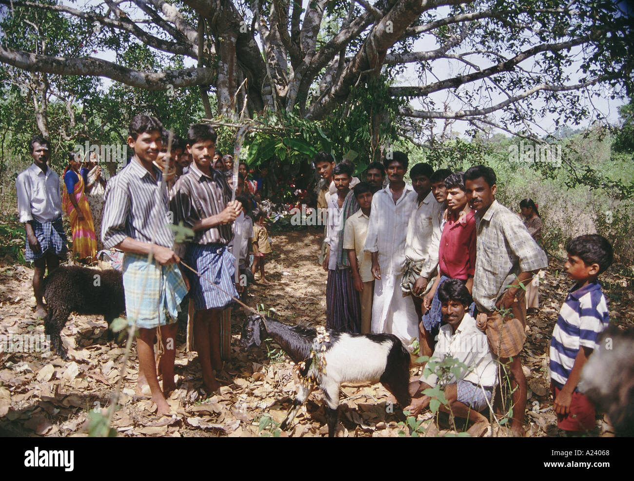 Rituale für die Gottheit des heiligen Hain durchgeführt. Indien. Stockfoto