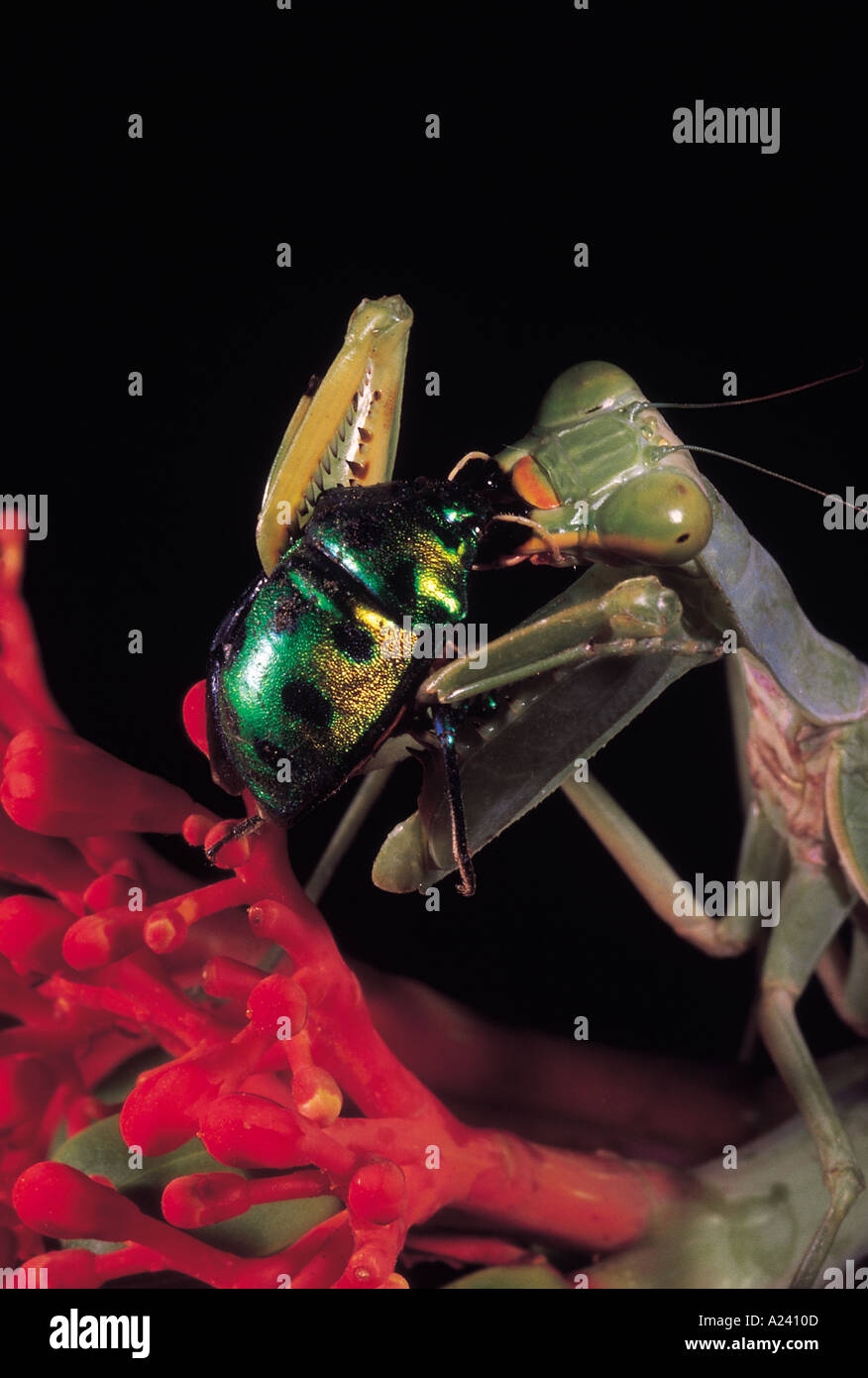 Mantis Essen Juwel Fehler. Pune, Maharashtra, Indien Stockfoto