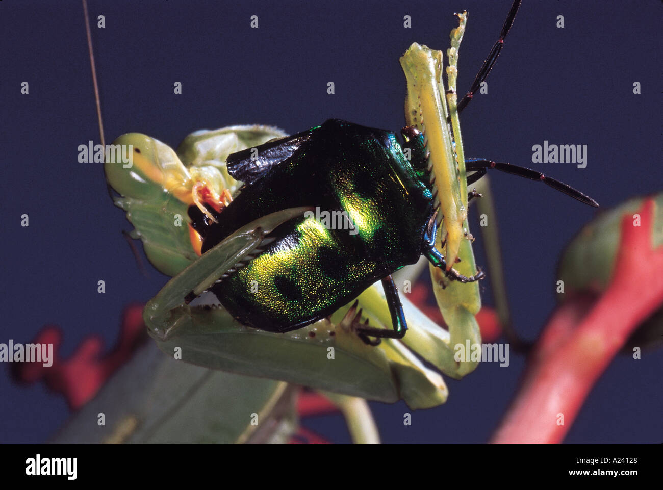 Praying Mantis Essen Juwel Bug. Maharashtra, Indien. Stockfoto
