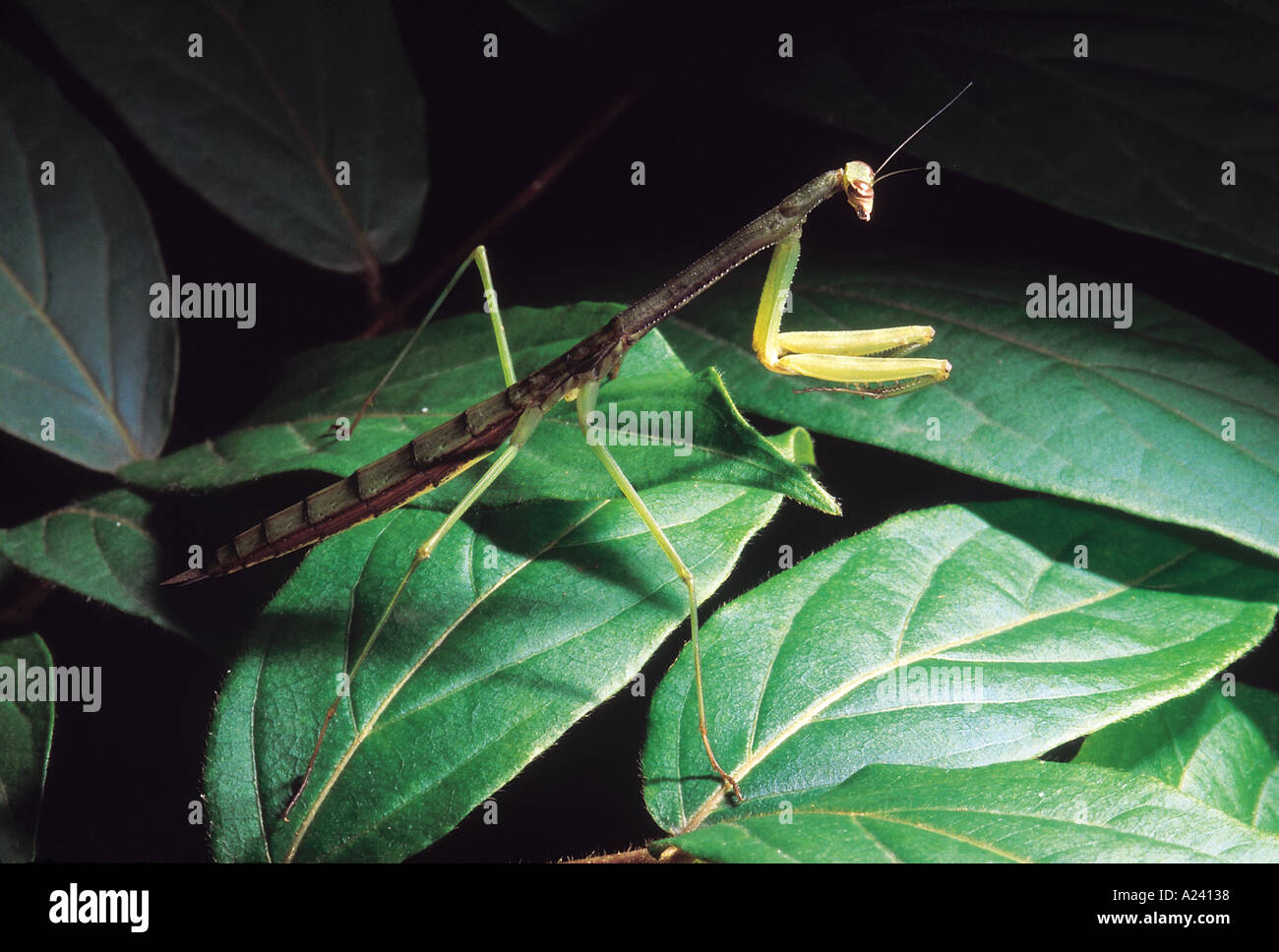Grün braun Mantis Phansad Wildlife Sanctuary Maharashtra-Indien Stockfoto