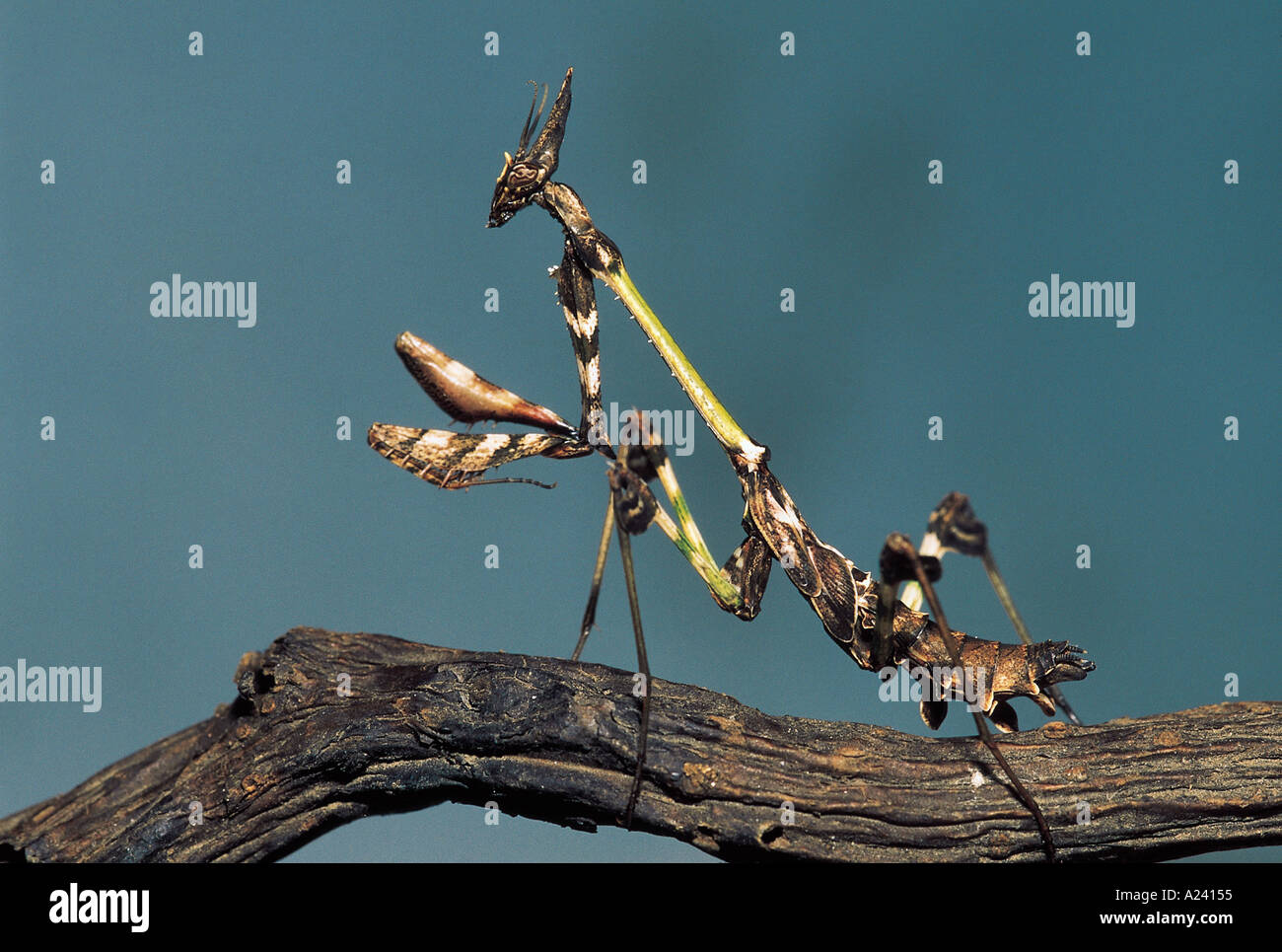 Praying Mantis Empusa Arten Pune, Maharashtra, Indien Stockfoto