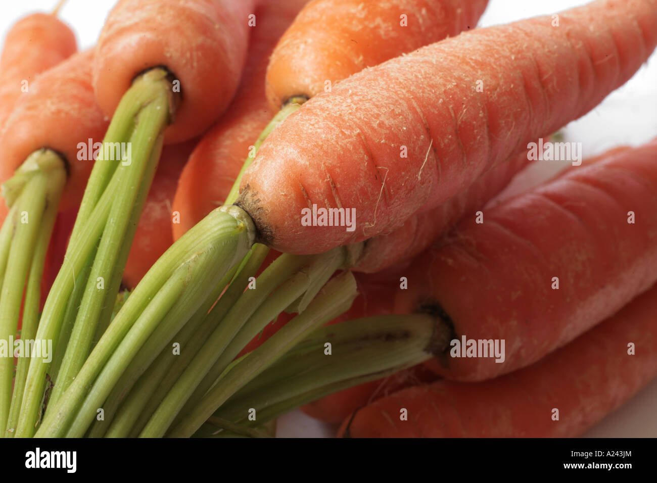 Karotten-Bündel Stockfoto