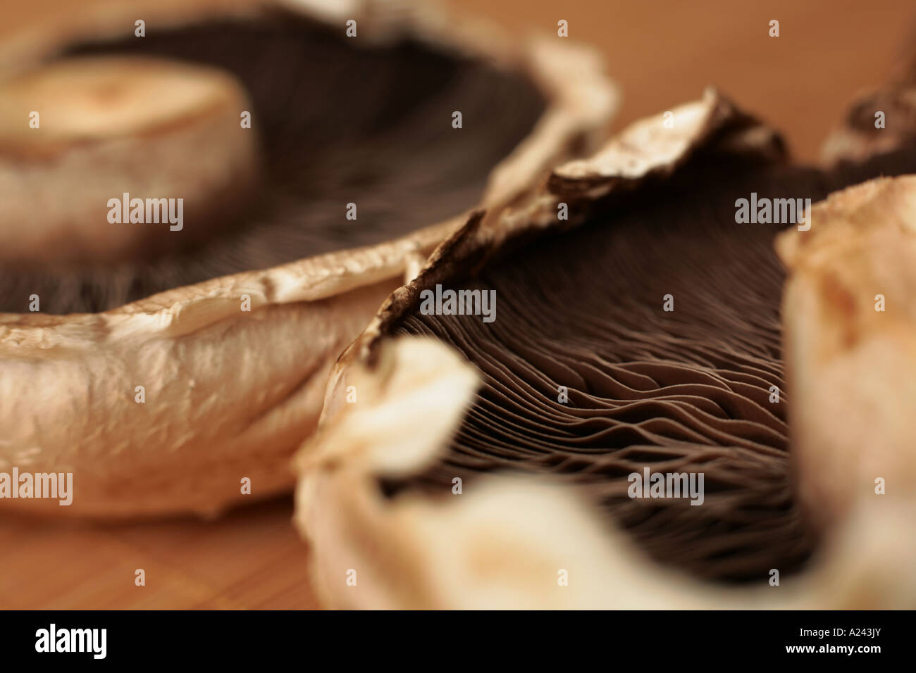 Msuhrooms zwei große Wohnung Stockfoto