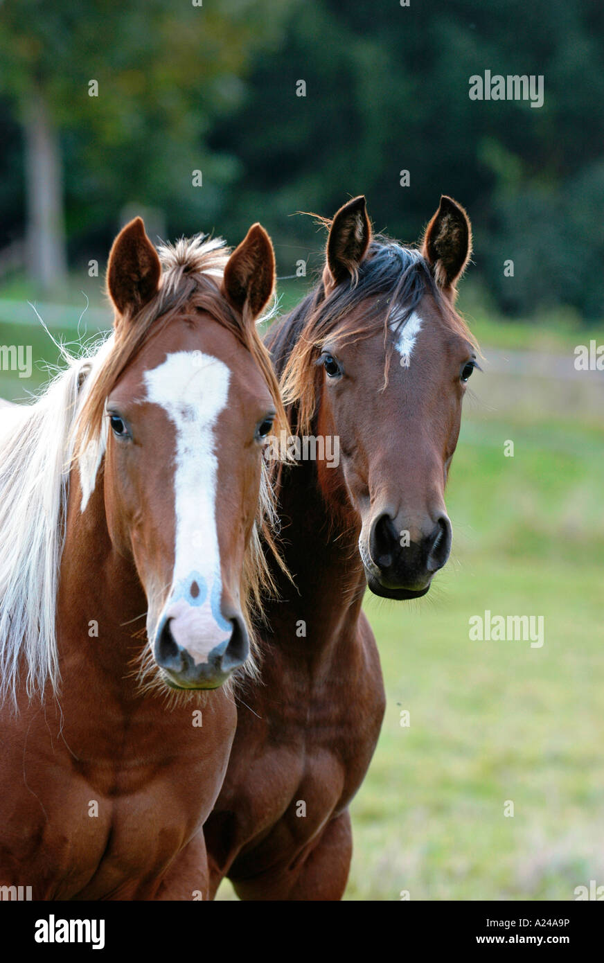 American paint quarter horse Fotos und Bildmaterial in hoher
