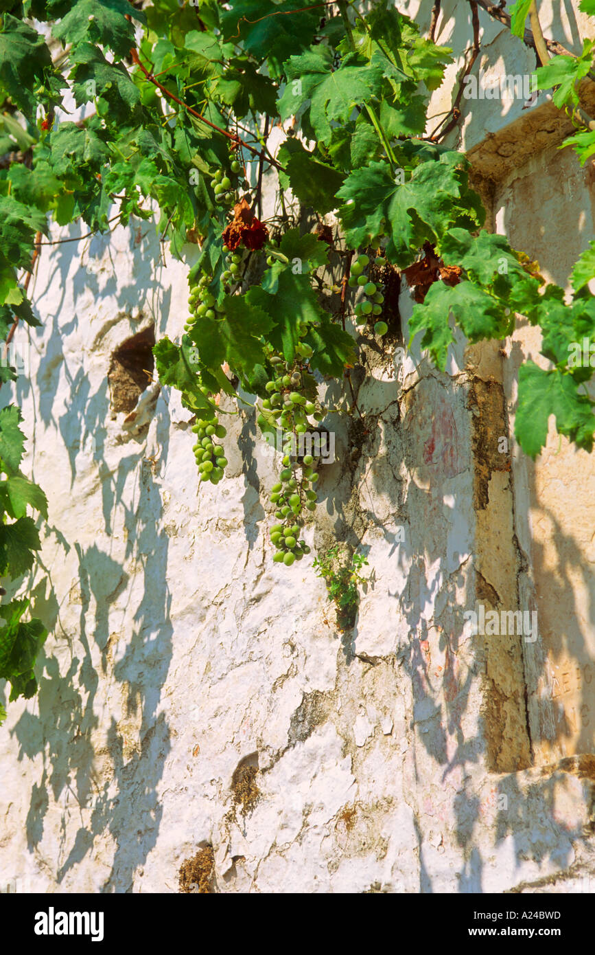 Steinmauer mit Weinreben Griechenland Stockfoto
