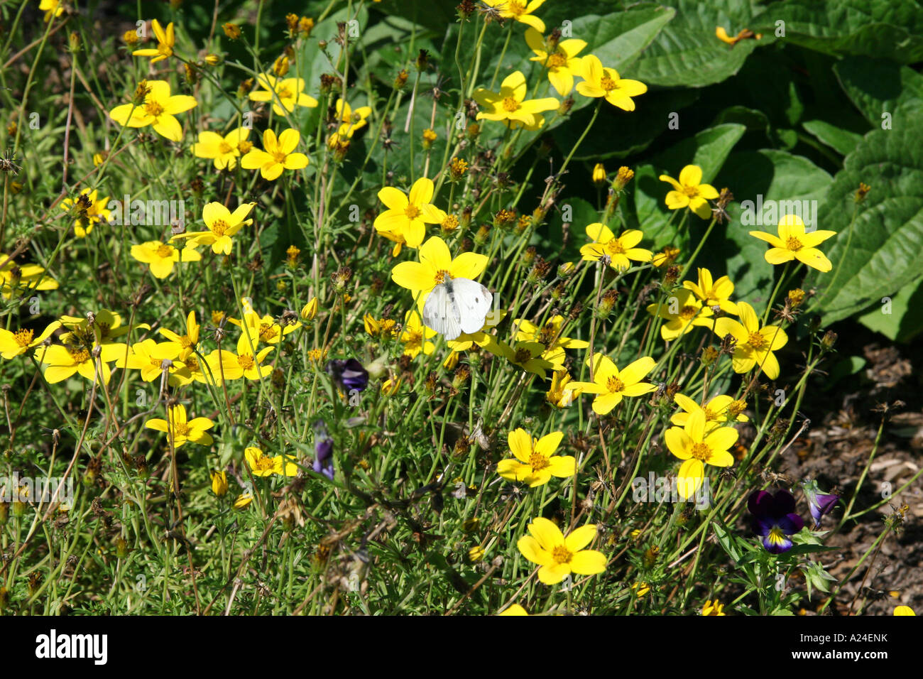 Pieris Rapae, der Kohl weiß Schmetterling im Garten. Stockfoto