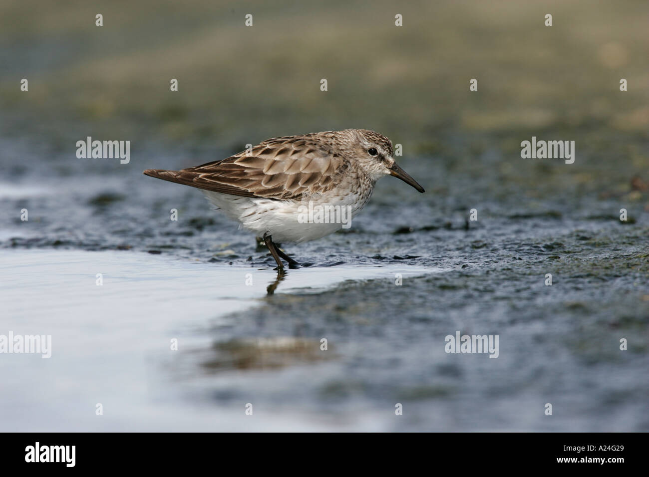 WHITE RUMPED STRANDLÄUFER Calidris fuscicollis Stockfoto