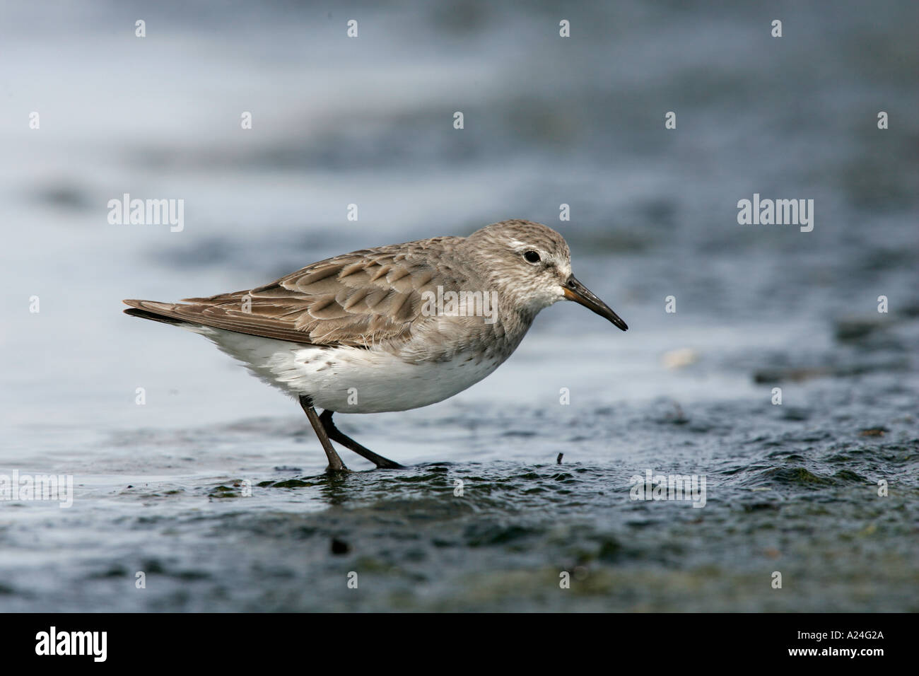 WHITE RUMPED STRANDLÄUFER Calidris fuscicollis Stockfoto
