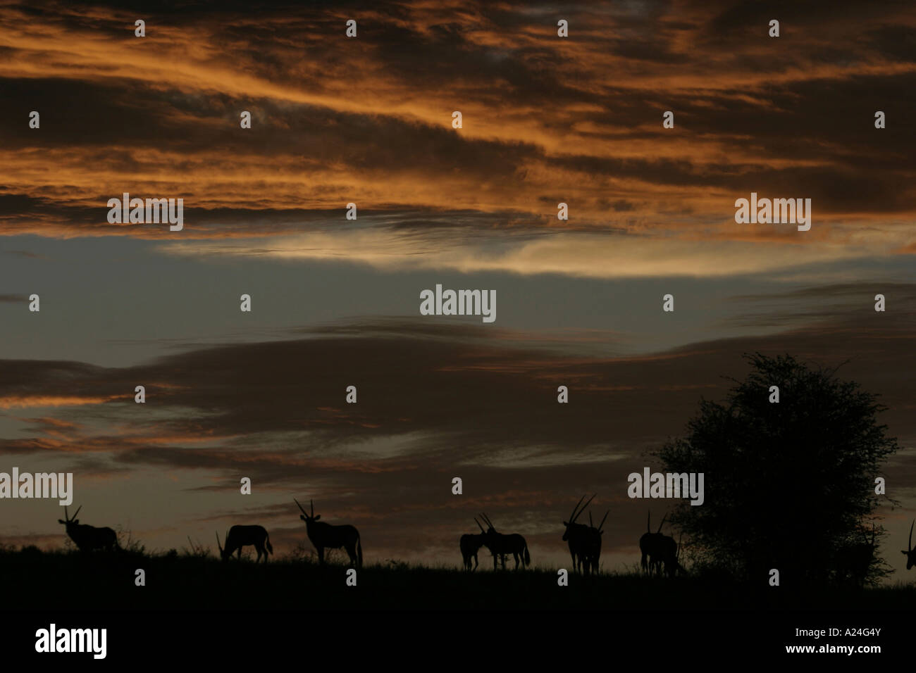 Gemsbock-Herde bei Sonnenuntergang auf Düne Stockfoto