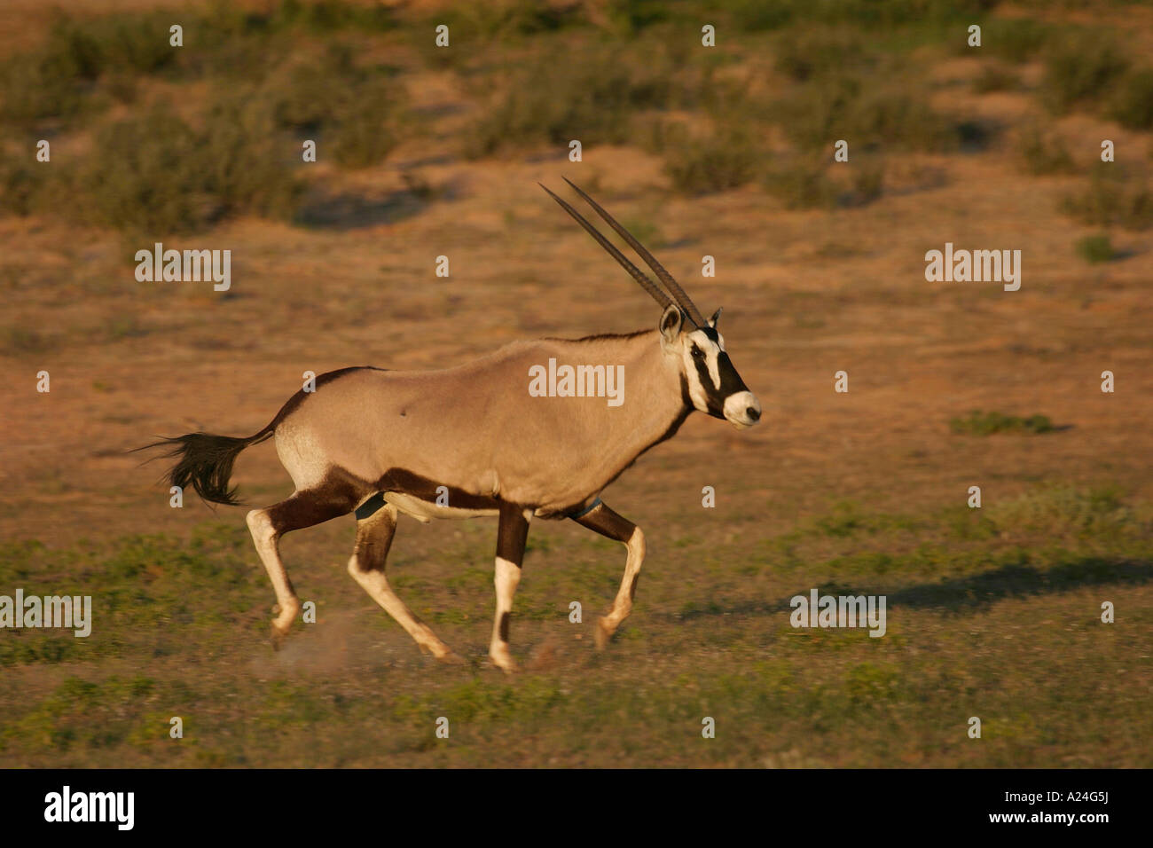 laufenden Gemsbock Stockfoto