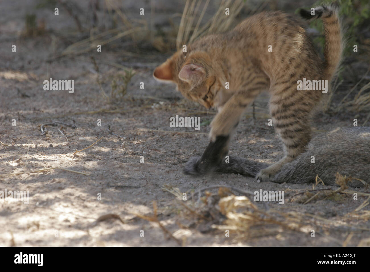 Afrikanische Wildkatze Kätzchen mit Schweif spielen von Mutter 1 Stockfoto