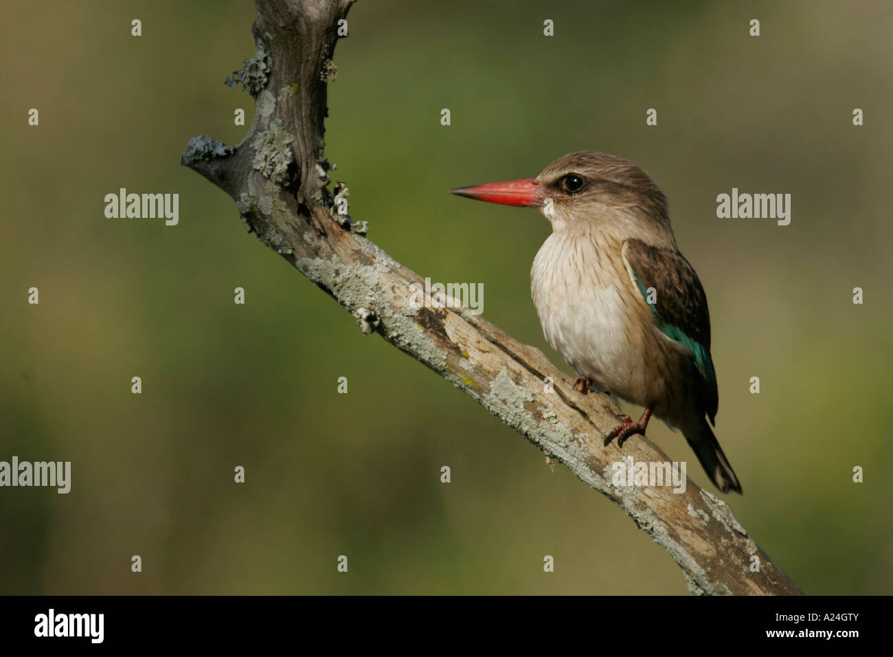 Braun mit Kapuze Eisvogel auf Ast Stockfoto