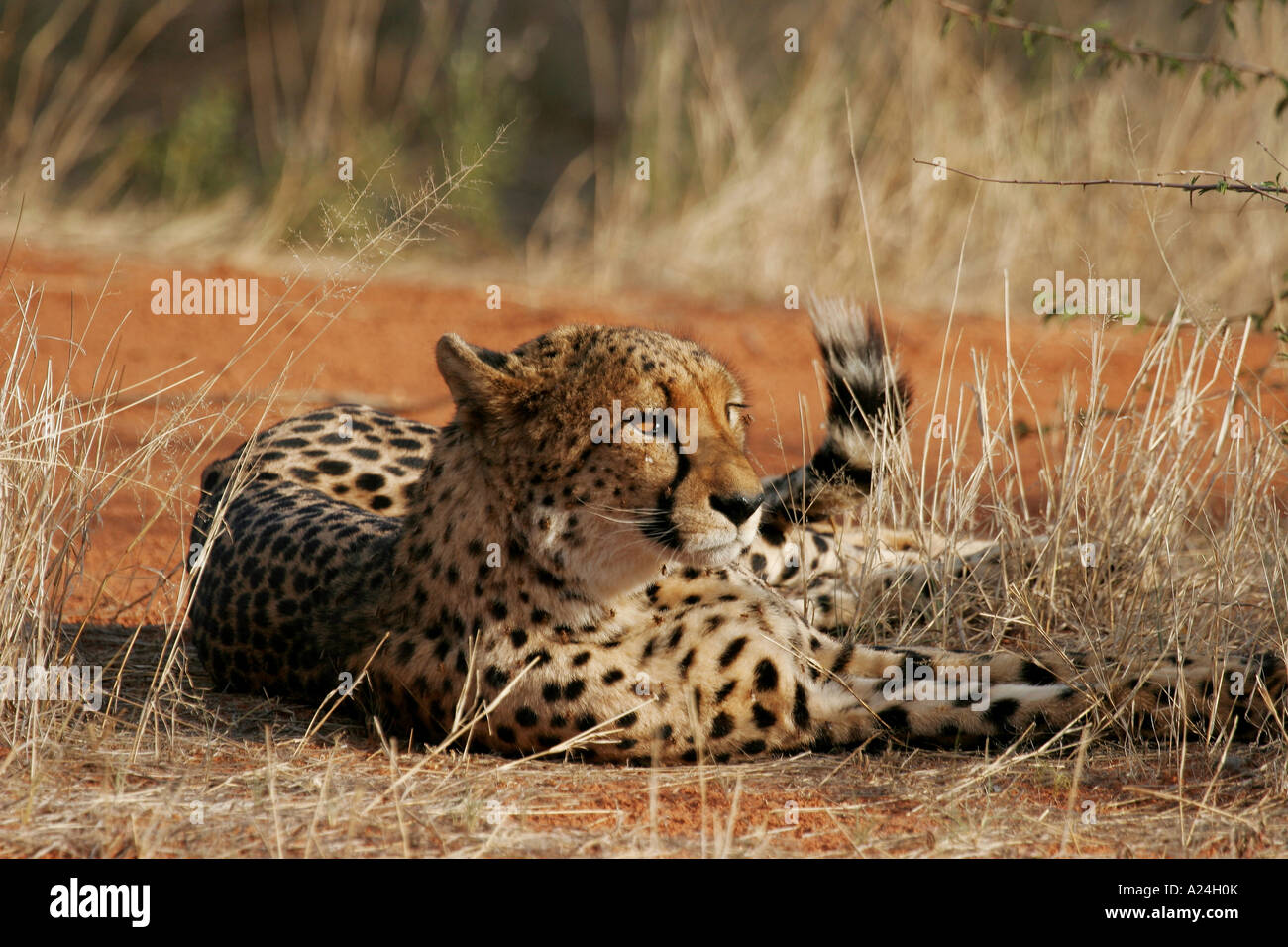 ruhenden Gepard Stockfoto