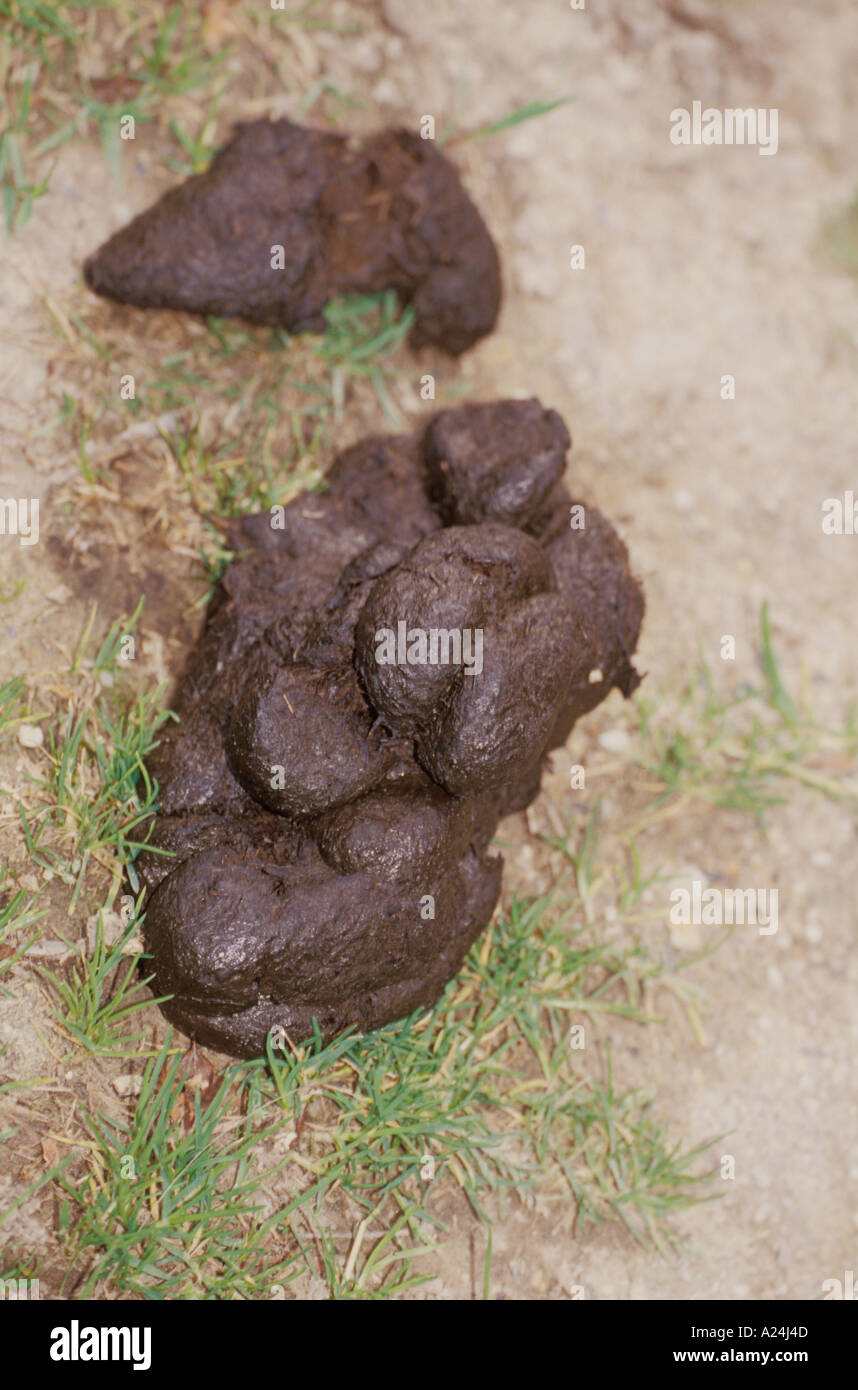 Pferd Scheie Dung Stuhlgang Kot Poo Nummer 2 Ka Ka Glle Dnger Dnger  Stockfotografie - Alamy