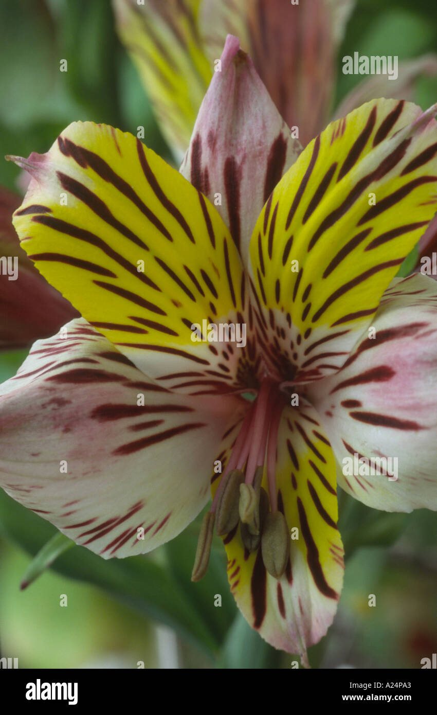 Alstroemeria "Little Miss Matilda". Peruanische Lilie Stockfoto