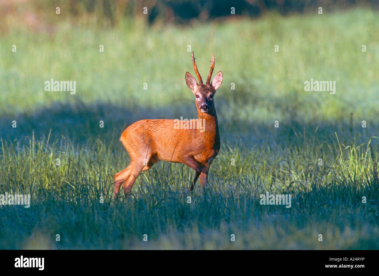 Rehbock in der Brunft Blattzeit Jagd Verhoffend Reh Bock Stockfoto