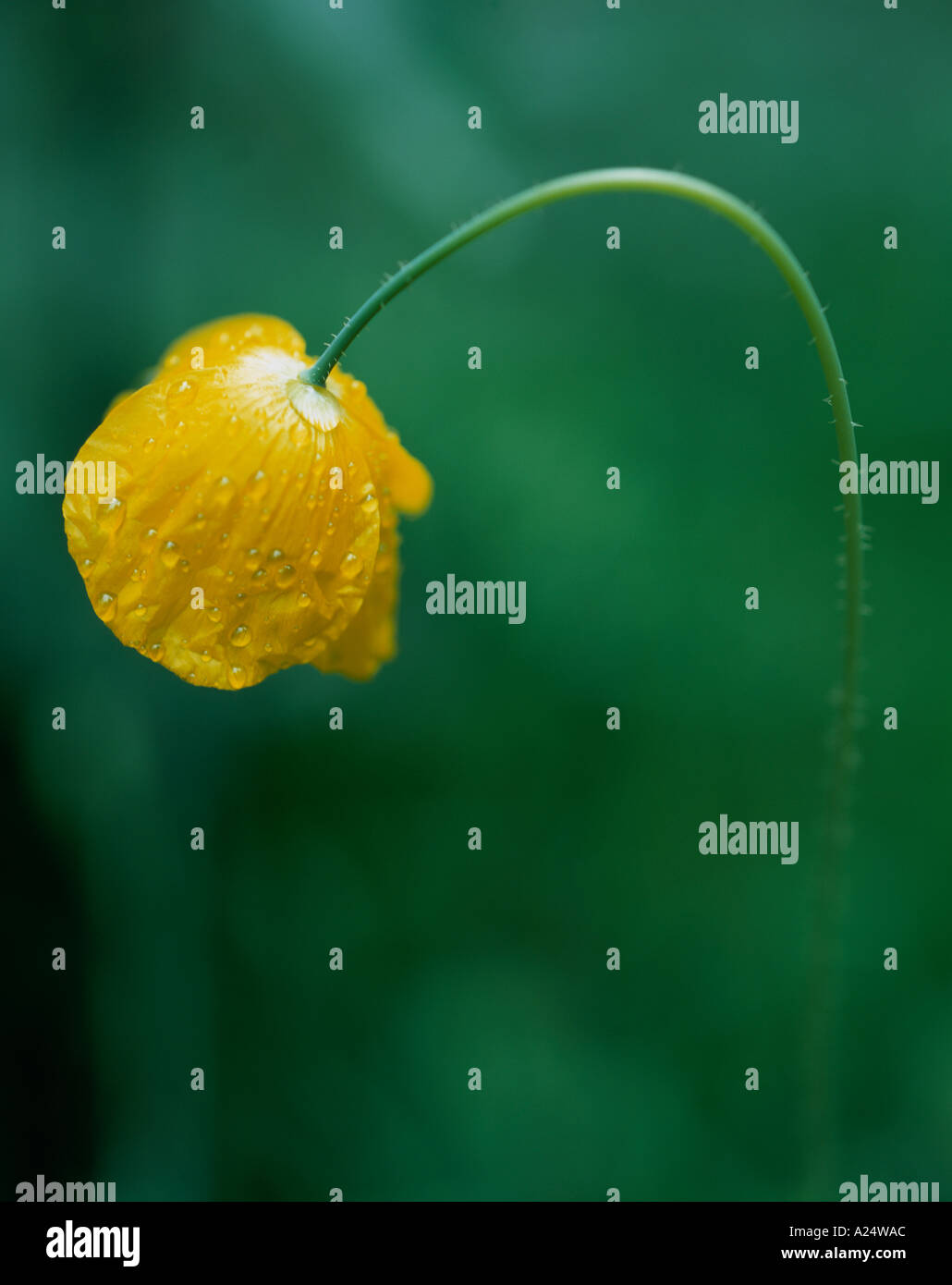 Nahaufnahme einer gelben Butterblume, die im Regen übergebogen ist Stockfoto
