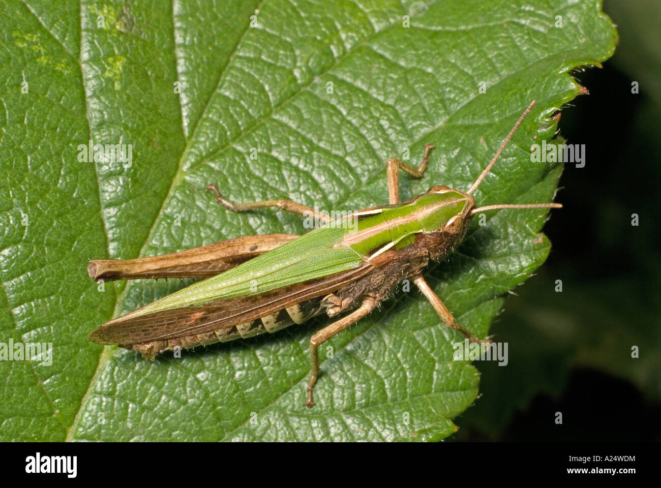 Gemeinsamen grünen Heuschrecke. Omocestus Viridulus. UK, Kent, August. Rechtes Bein fehlt. Dorsalansicht Stockfoto