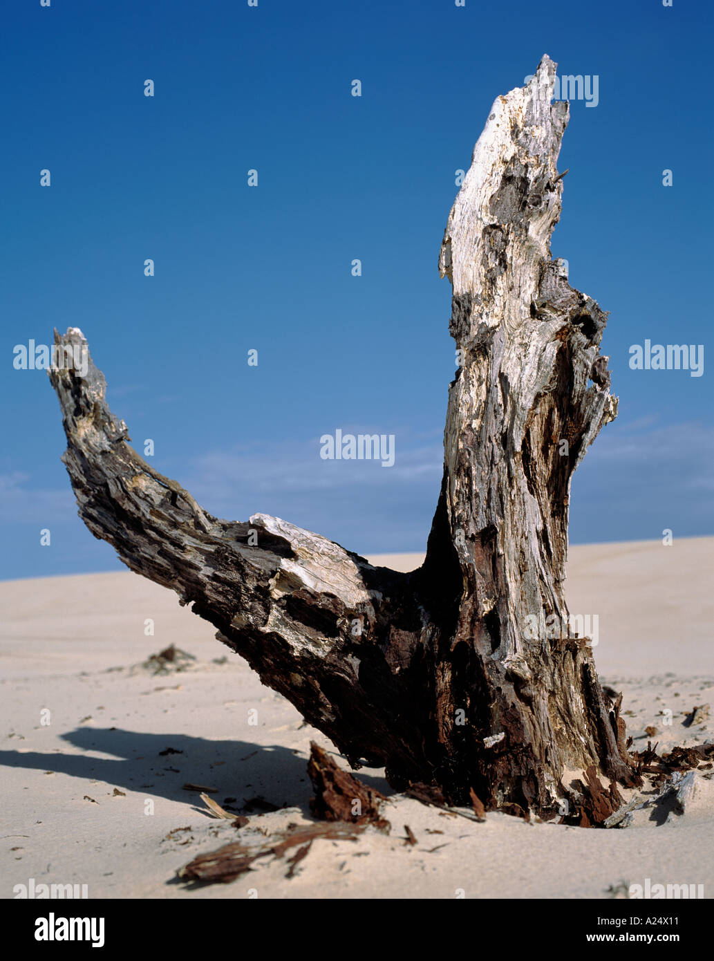 Treibsand Henty Dünen westlichen Tasmanien mit alten verfallenden Baumstumpf Stockfoto