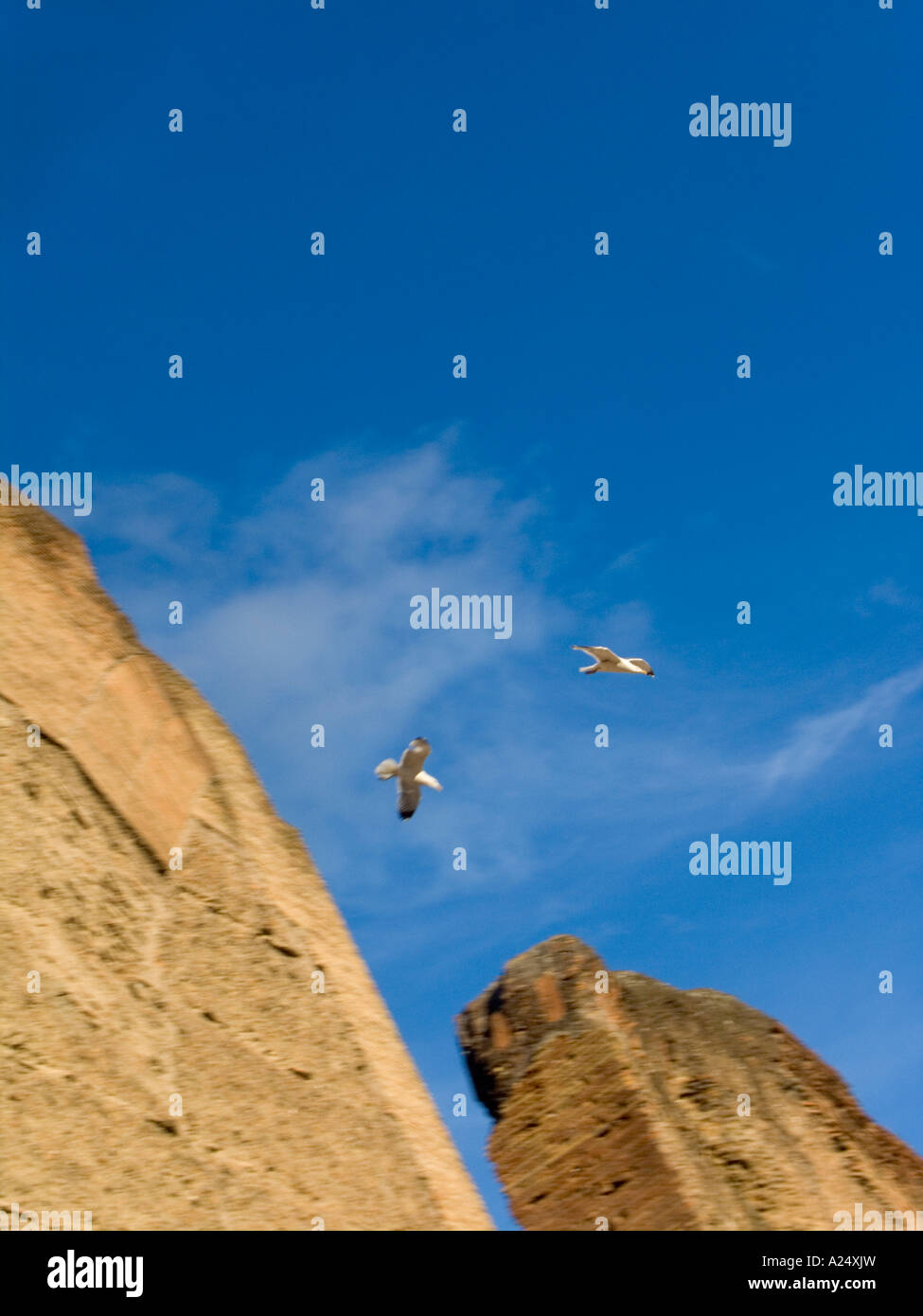 Higs, Möwe Start in Bäder von Caracalla, Rom, Latium, Italien fliegen fliegen Stockfoto